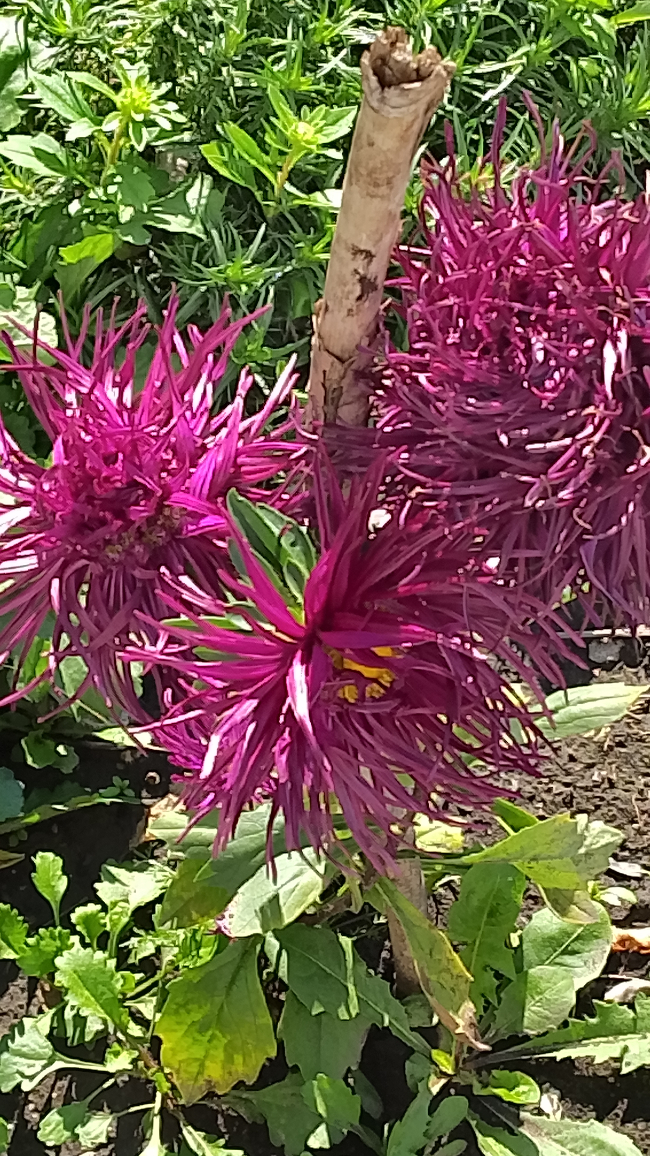 Музыка души! Как она Вам? Звучит!? 😍 #цветы #музыка #музыкадлядуши #music 25-12-2025 смотреть онлайн