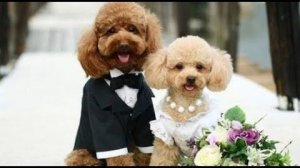 РСП как тупик для мужчины : Разбор нейробиологии