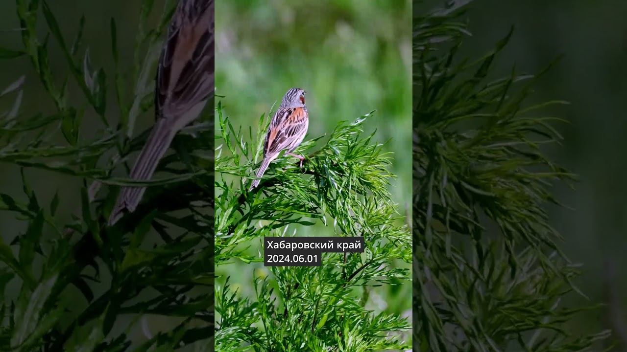 Овсянка Ошейниковая - Голос ♫ #голосаптиц #shorts смотреть онлайн