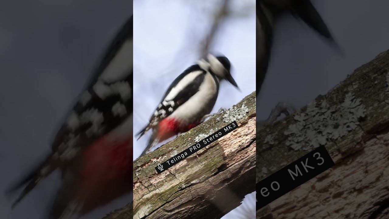 Дятел Большой Пестрый - Дробь самки ♫ 2024/04/02 #голосаптиц #shorts смотреть онлайн