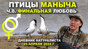 Птицы Маныча. 8-я часть. Финальная любовь. Дневник натуралиста 25.04.2024 г.