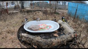 Зимняя поилка для птиц