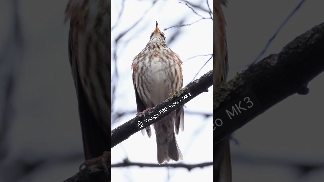 Белобровик - Голос ♫ #голосаптиц #shorts смотреть онлайн