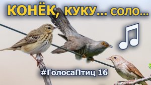 Добрый лесной конёк, кукушка и соловей #ГолосаПтиц 16
