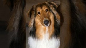 Джери. Исполняет автор стихов и музыки Николай Саллас