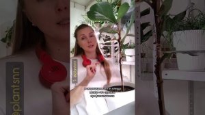 Про фикус Лирата - про особенности сортов, про пересадки, уход, возможные проблемы