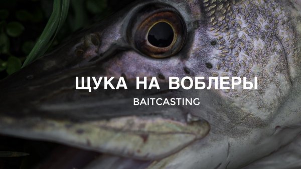 Зимняя щука на воблеры. Baitcasting