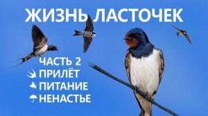 Жизнь ласточек #2/5. ✈ Прилёт.  Питание. ☂️ Ненастье