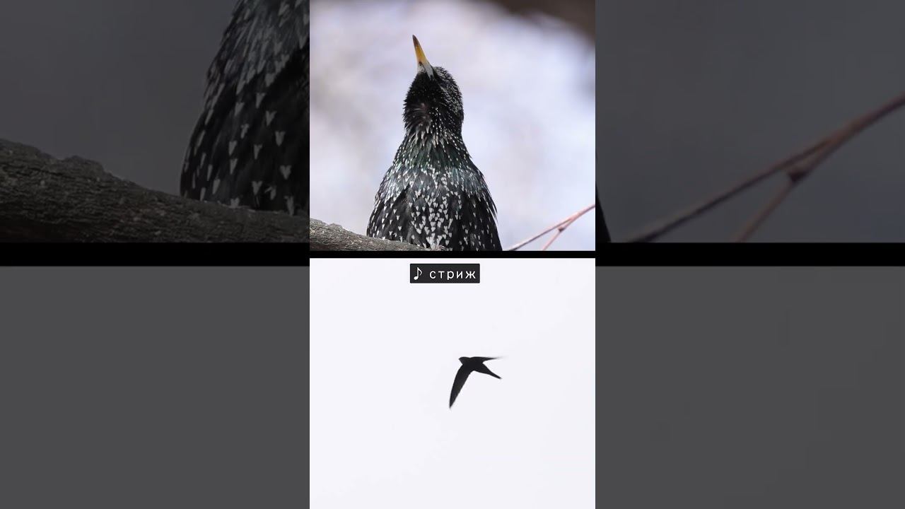 Скворец - Голос ♫ 2024/04/01 #голосаптиц #shorts смотреть онлайн