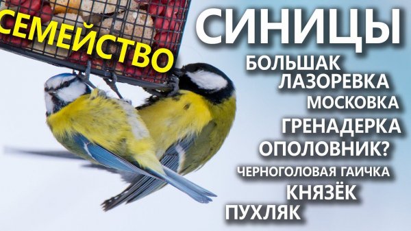 Семейство синиц и их соседи