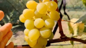 Виноград Шайн мускат (SHINE MUSCAT).