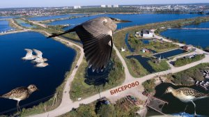 Бисеровский рыбхоз и птицы