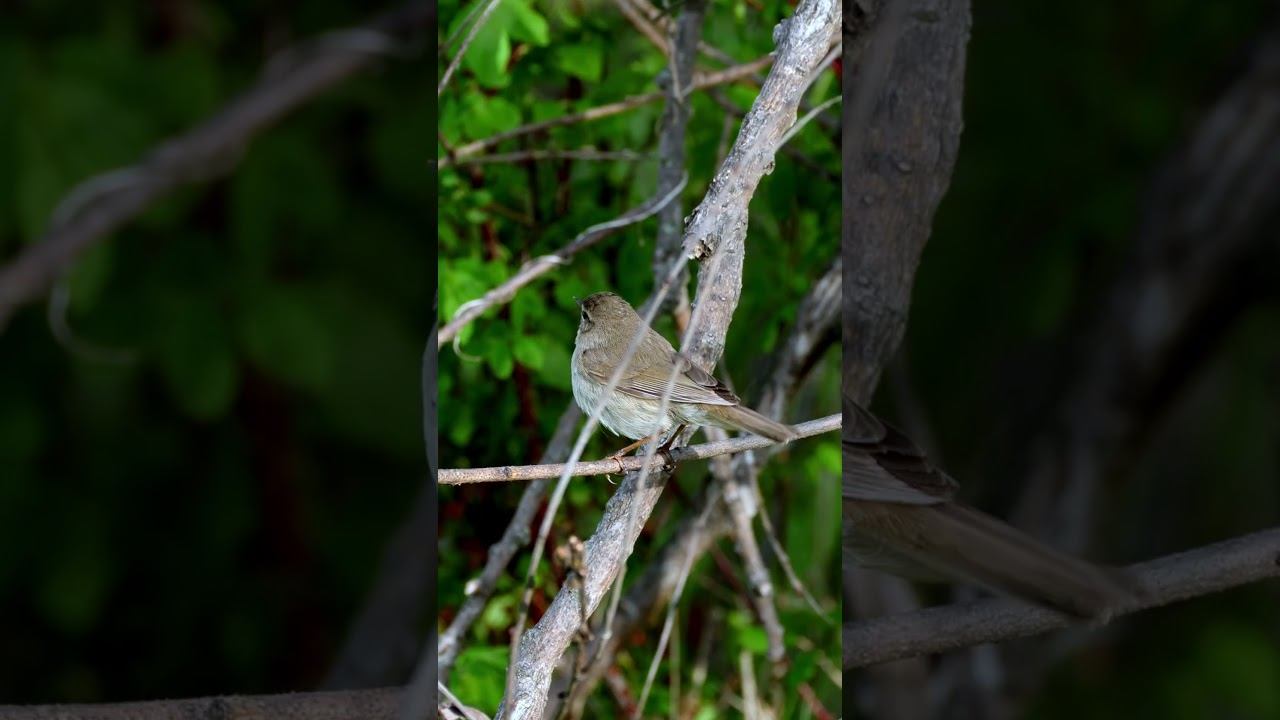 Пеночка Бурая - Голос ♫ #голосаптиц #shorts смотреть онлайн