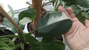 Комнатные Растения В Декабре