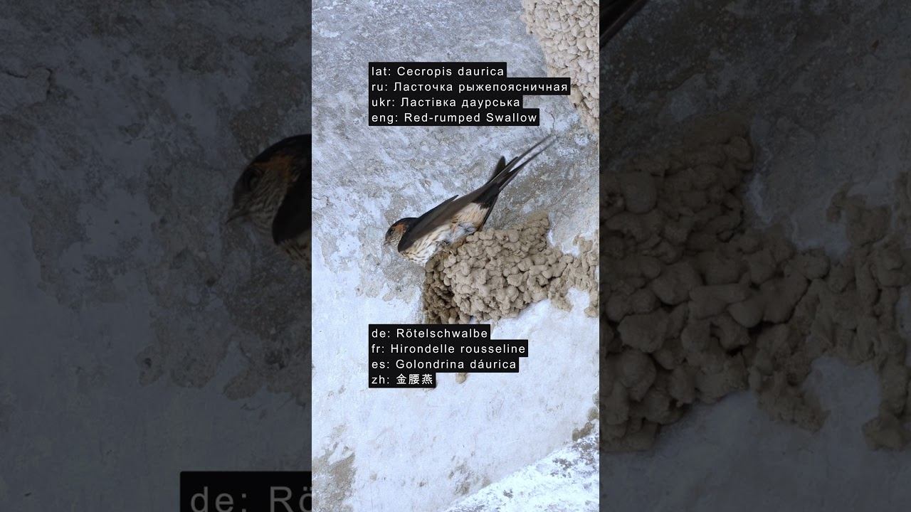 Ласточка Рыжепоясничная - Голос ♫ #голосаптиц #shorts смотреть онлайн