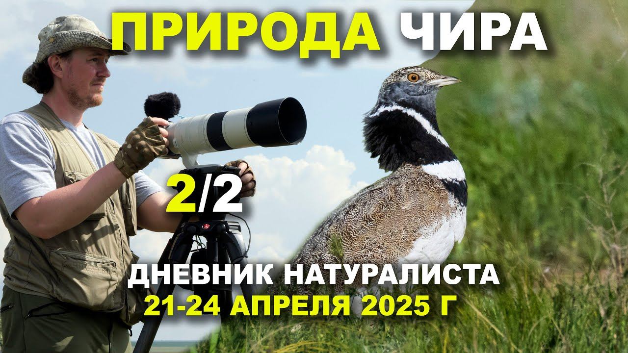 Птицы Чира. Часть 2 из 2. 21-24 апреля 2025 г. смотреть онлайн
