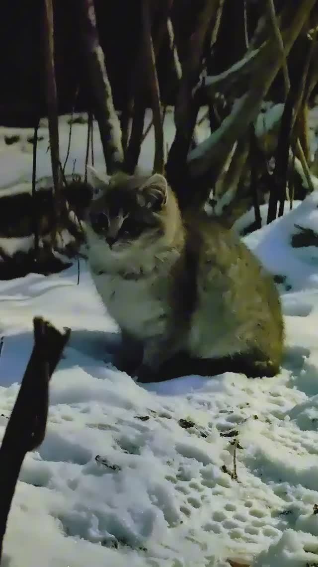 Сергей и Алиса | История двух сердец | Дачные видеозарисовки | День Добрых Дел | Зима | Видео 1