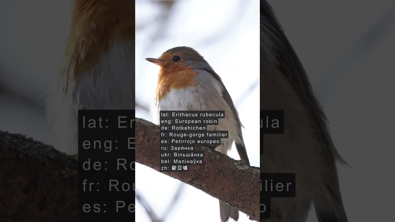 Голос Зарянки ♫ #shorts #голосаптиц смотреть онлайн