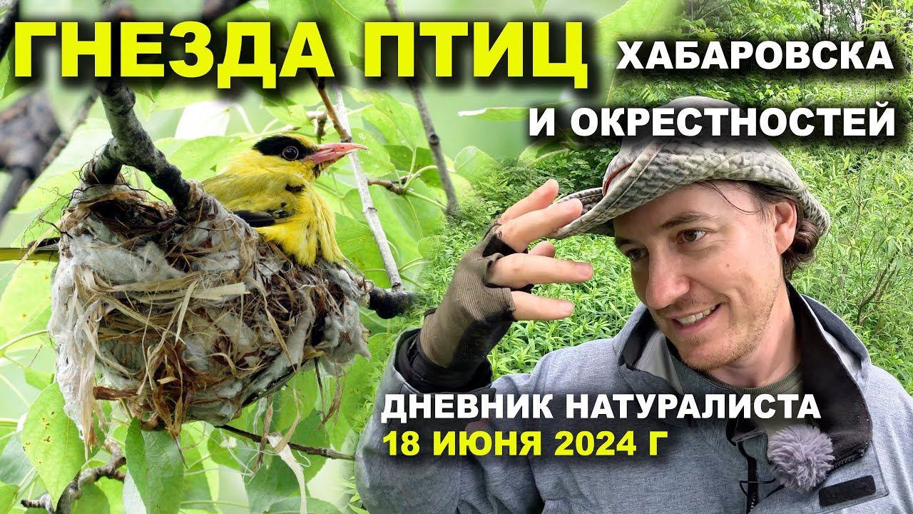 Гнезда птиц Хабаровского края. Дневник. 18.06.2024 г. смотреть онлайн