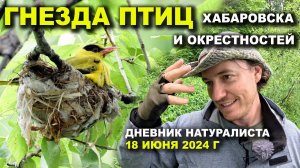 Гнезда птиц Хабаровского края. Дневник. 18.06.2024 г.