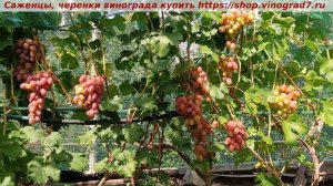 Виноград 03.08.25. Представляю новую супер-форму- Минор! Л?