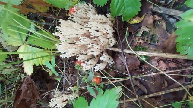 Грибы Рогатики, Оленьи Рожки. Клавикорона. смотреть онлайн