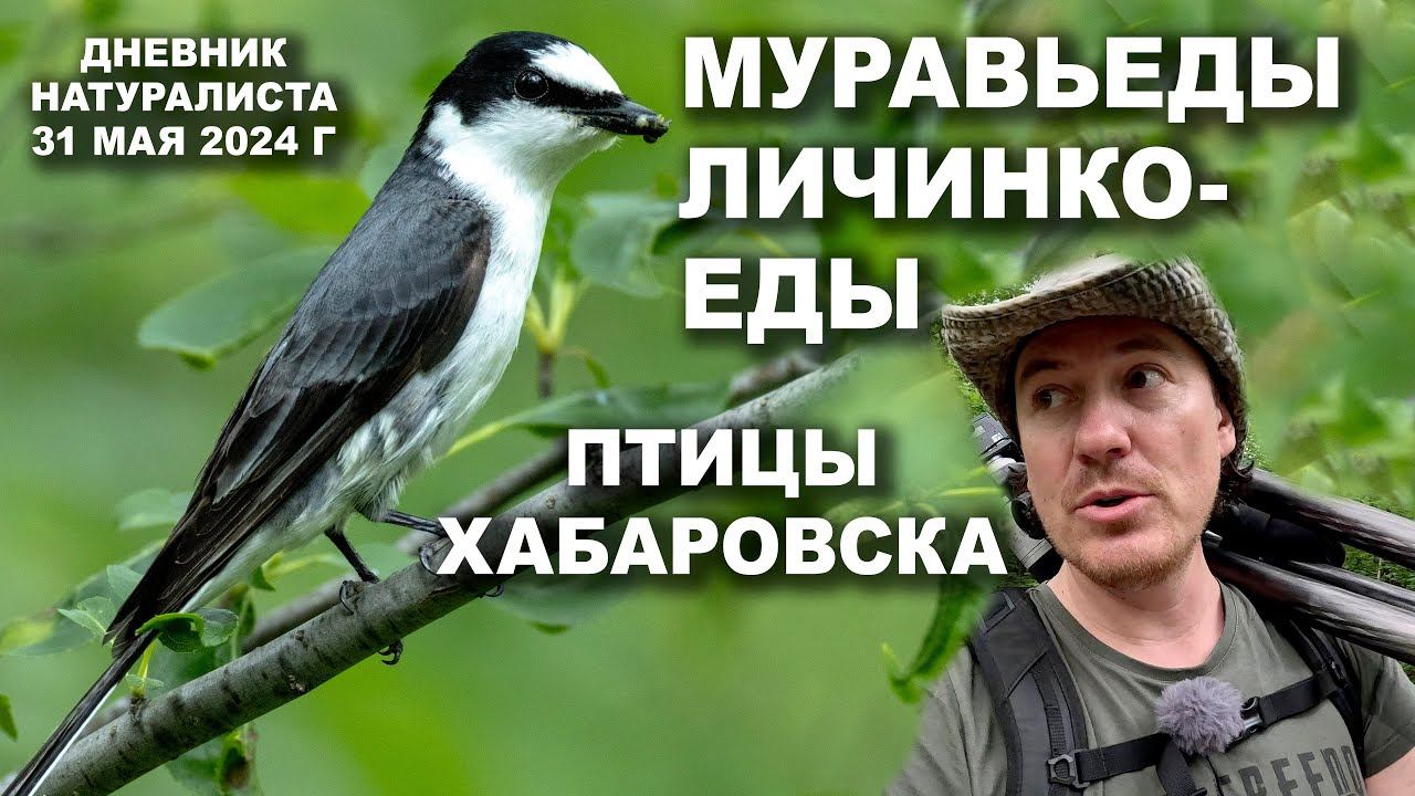 Личинкоеды Приамурья. Дневник натуралиста. 31 мая 2024 г. смотреть онлайн