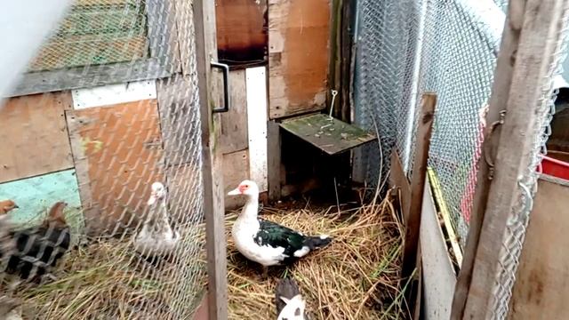 Переселили индоуток на новое место