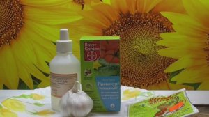 ПОСЕВЫ 2025. Чем можно протравить семена перед посевом, кроме ПРЕВИКУРА.