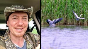 Цапли: рыбак рыбака обходит издалека. Дневник 26 мая 2023