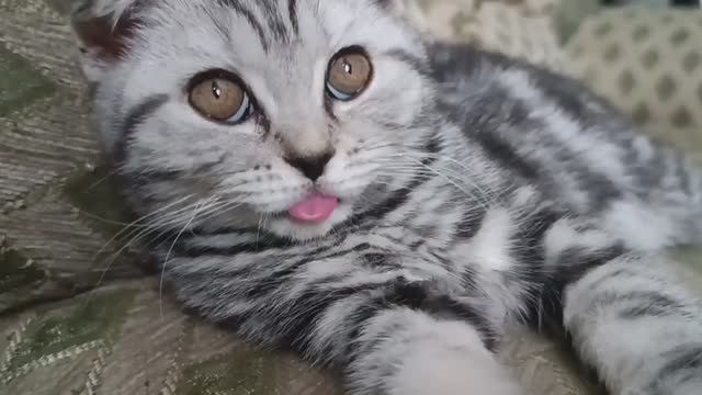 Язык забыла