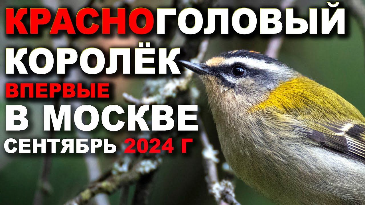 Красноголовый королёк в Москве. 19.09.2024 г. смотреть онлайн