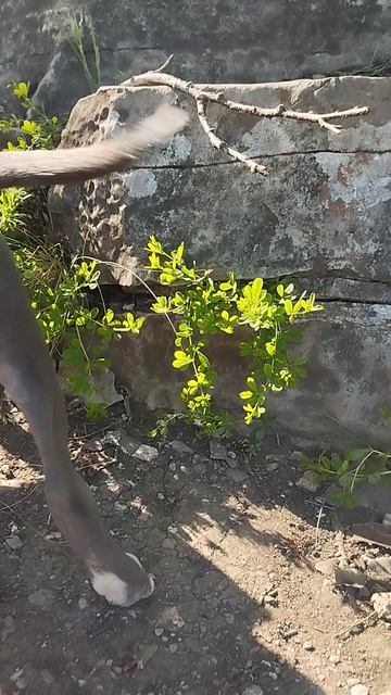 Путешествие с собаками на Урал. Кинолог Игорь Алтайский.