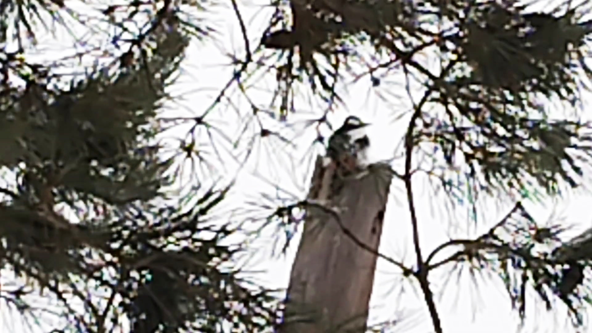 Свиристели, прилетели! Дятел, пожаловал! Птичий завтрак в непогоду. 24-12-2025 смотреть онлайн