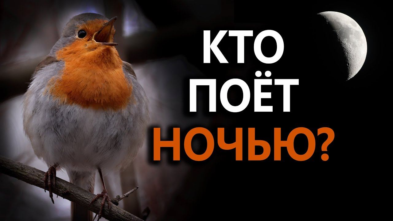 Какие птицы поют ночью? #ГолосаПтиц 26 смотреть онлайн