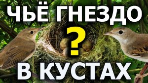 Какие птицы делают гнезда в кустах?