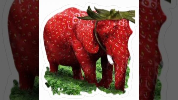 стробери елефант