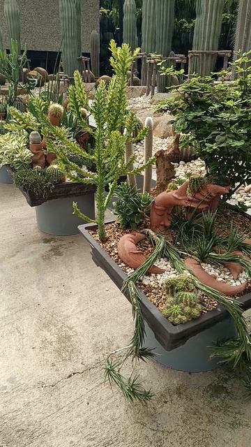 Цветущий кактус в Таиланде — редкость или норма? смотреть онлайн