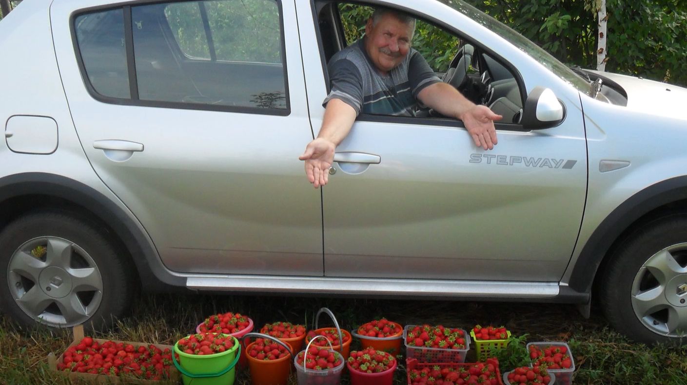 Вопросы и ответы по выращиванию клубники 3 смотреть онлайн