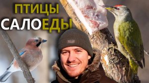 Птицы-Салоеды