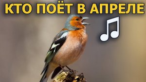 Голоса птиц апрельской урёмы //Берёзовый сок: День #4// #ГолосаПтиц 6