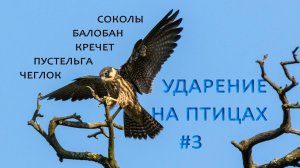 Балобан и братья его. Ударение на птицах #3
