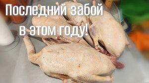Забили всех бройлеров, несушек и гусей. Тонкости потрошения. Ожирение кур - причина отсутствия яиц