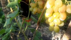 Абажур - форма Голуба А.А.. Впечатления отличные