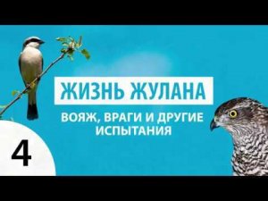 ЖИЗНЬ ЖУЛАНА: Вояж, Враги и другие Испытания