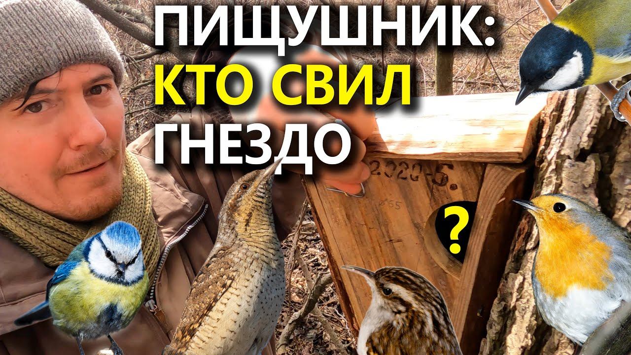 Кто занял пищушник а кто полудупло?
