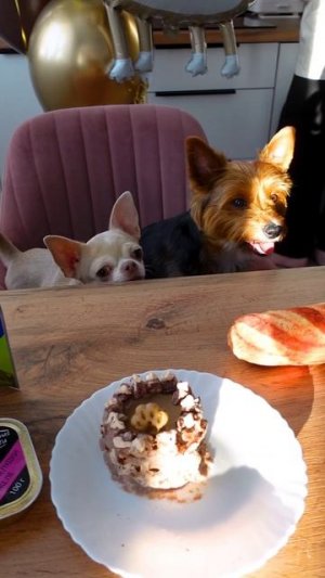 День рождения Марика! Настоящая собачья вечеринка!🥳🥳🥳