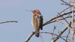 Вертишейка: Ненастоящий дятел