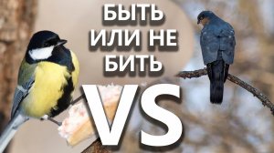 Ястреб атакует синиц, или Саня и Соня против Разбойника-Перепелятника