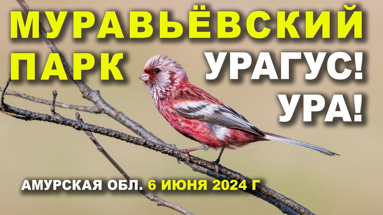 Муравьёвский парк. Ура! Урагус. 2/3. 6 июня 2024 г. смотреть онлайн